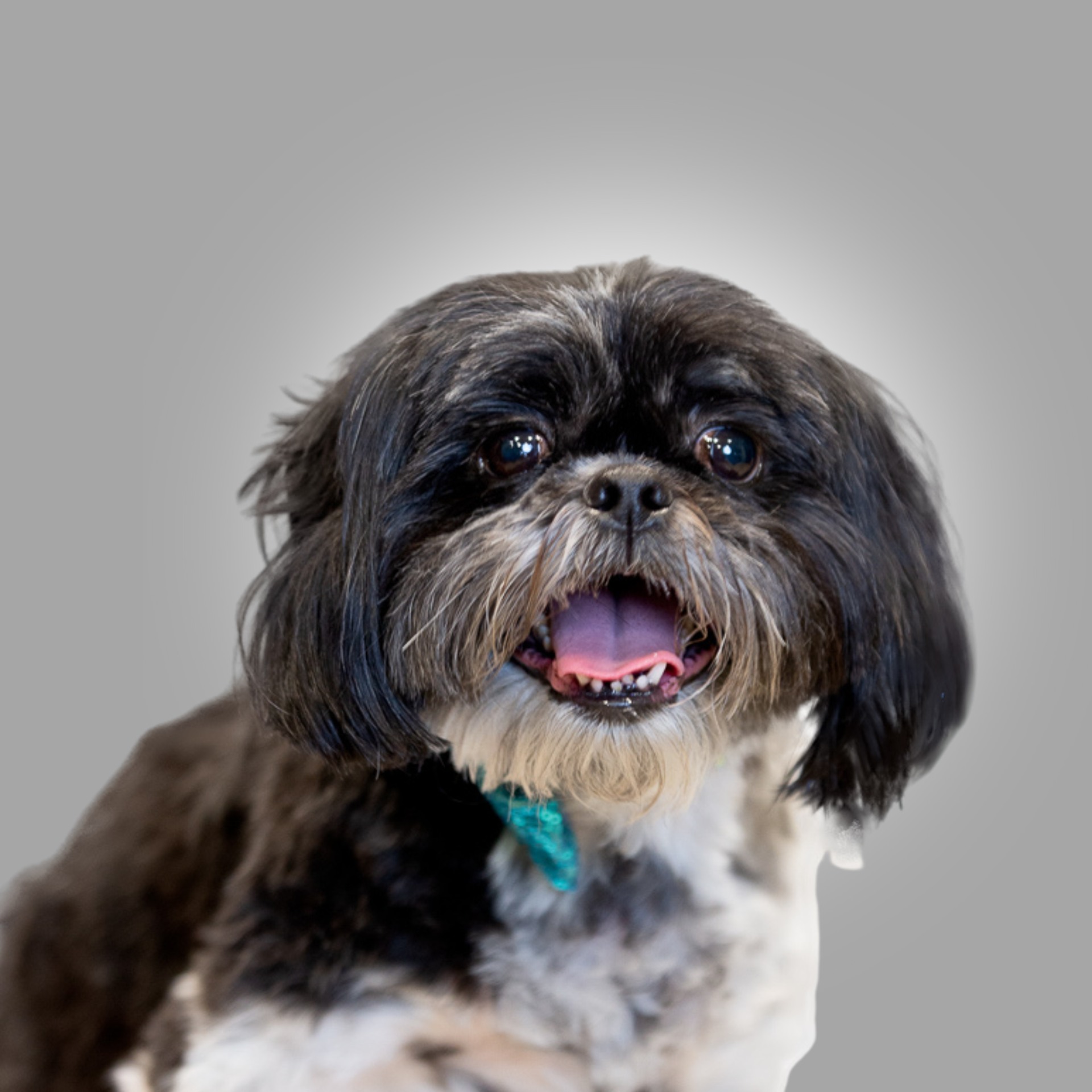 Reiki, the office dog